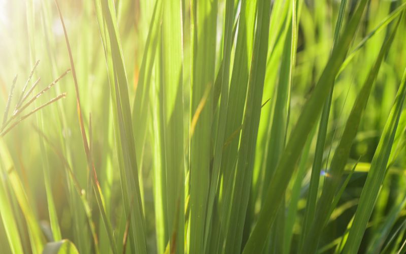 Quais os benefícios do Chá de Capim Limão?