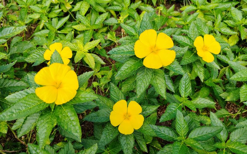 Quais os benefícios do Chá de Damiana?