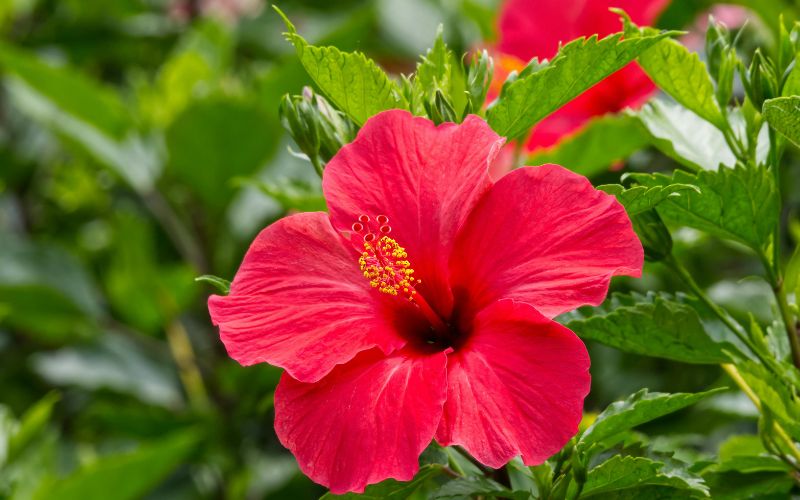 Quais os benefícios do Chá de Hibisco?