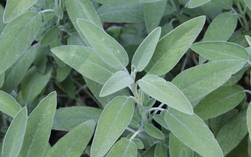 Quais os benefícios do Chá de Sálvia Branca?