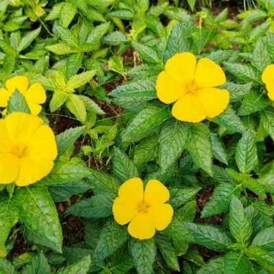 Quais os benefícios do Chá de Damiana?