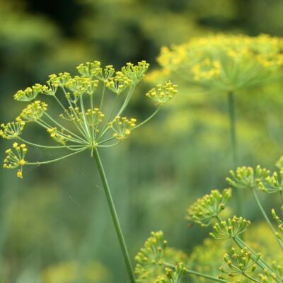 Quais os benefícios do Chá de Erva Doce?